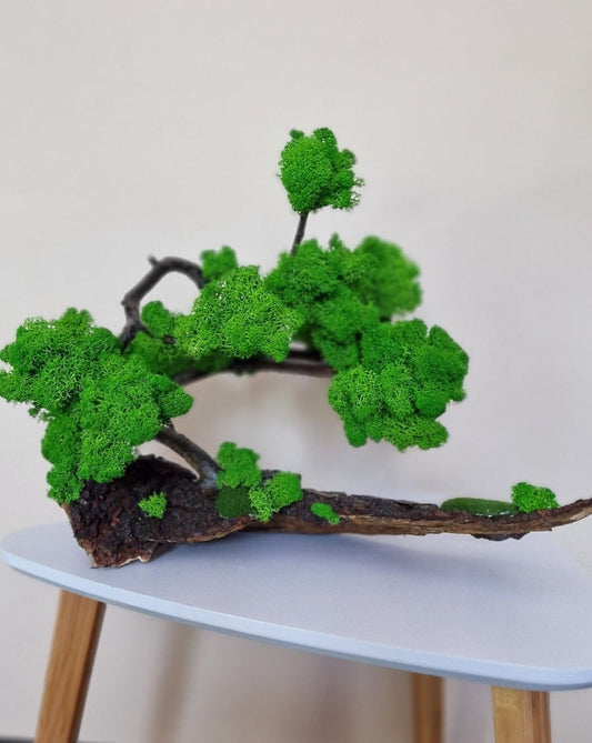 Bonsai verde smarald din licheni decorativi realizat pe scoarță de copac cu crengi naturale într-o combinație unicat